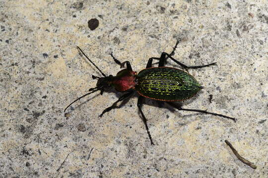 Image of Carabus (Coptolabrus) lafossei Feisthamel 1845