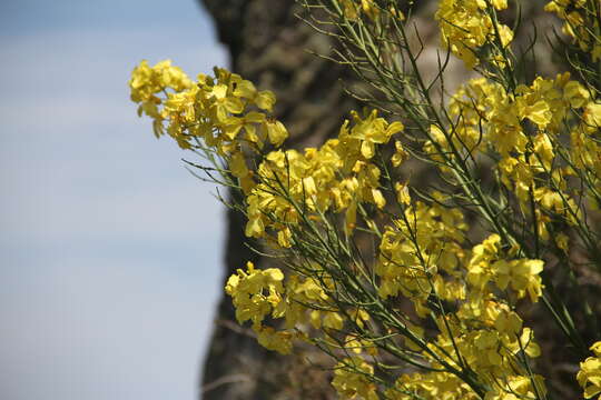 Image of Brassica incana Ten.