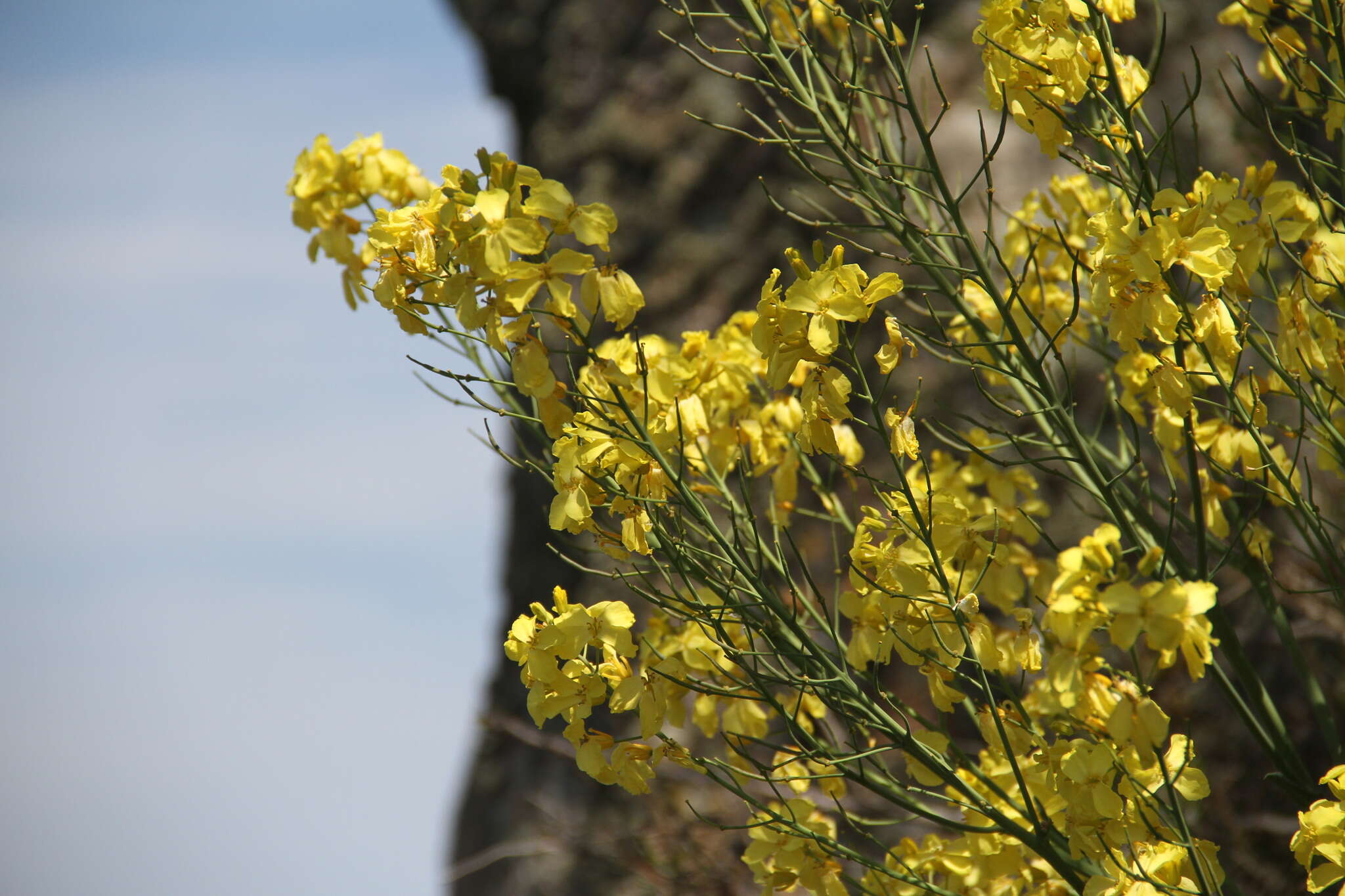 Imagem de Brassica incana Ten.