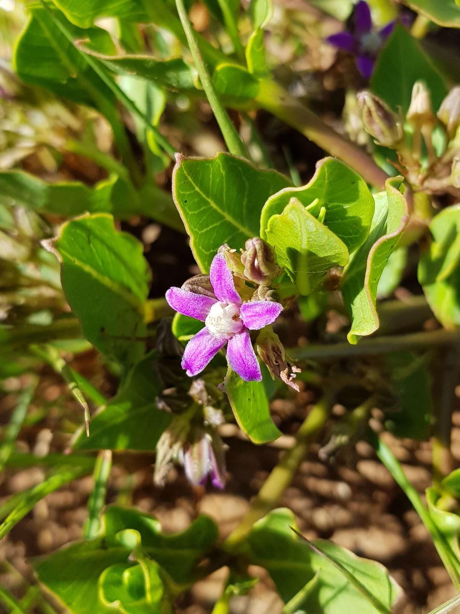 Imagem de Raphionacme hirsuta (E. Mey.)