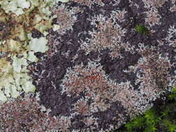 Image of Hale's rosette lichen