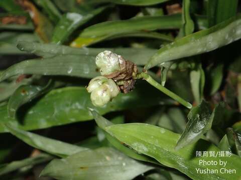 Murdannia bracteata (C. B. Clarke) J. K. Morton ex D. Y. Hong的圖片