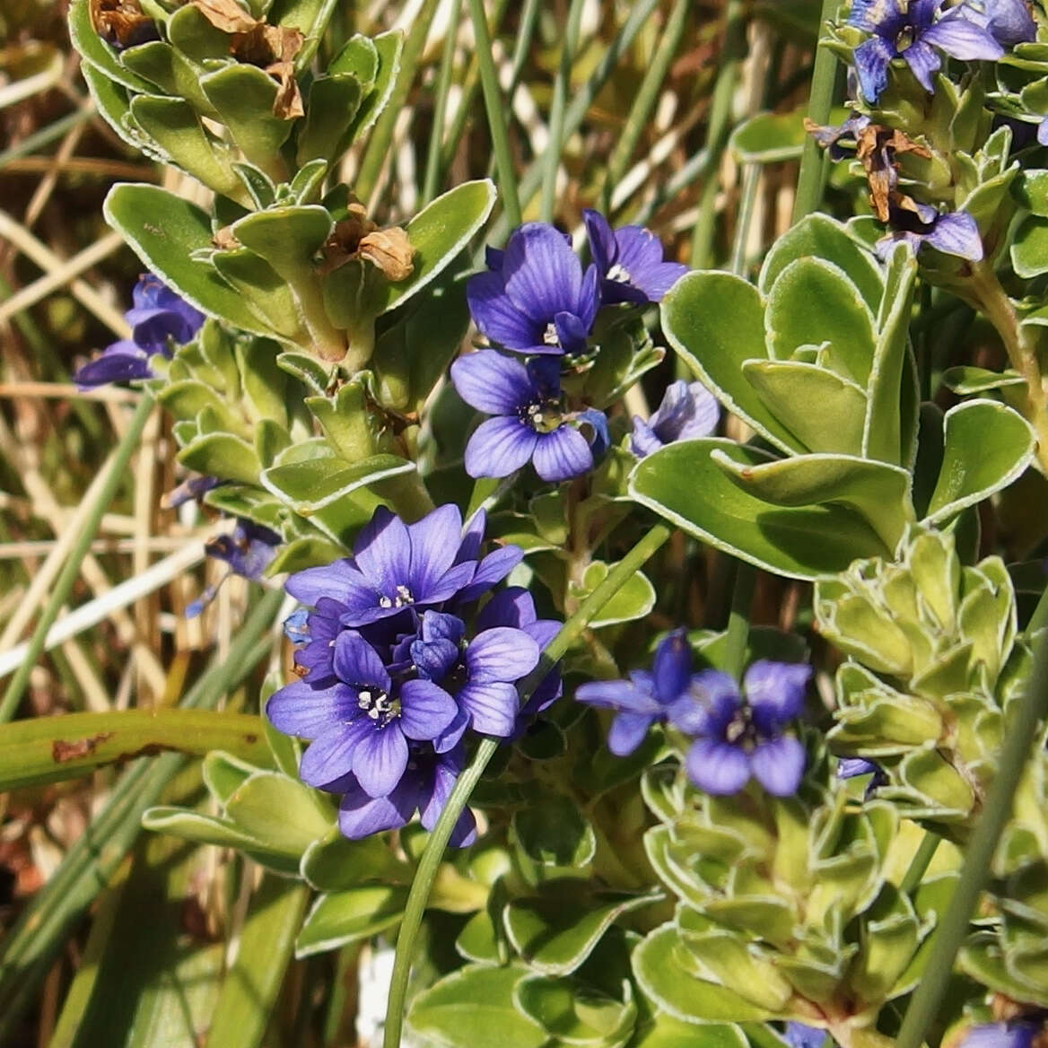 Image of Veronica benthamii Hook. fil.