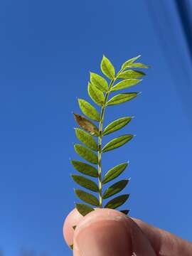 Image of Jacaranda leafminer