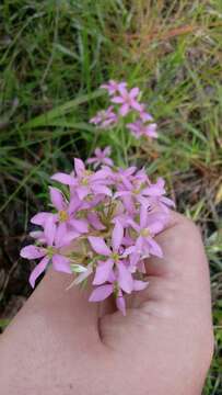 Sabatia brachiata Ell. resmi