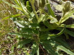 Image of Schlagintweitia intybacea (All.) Griseb.