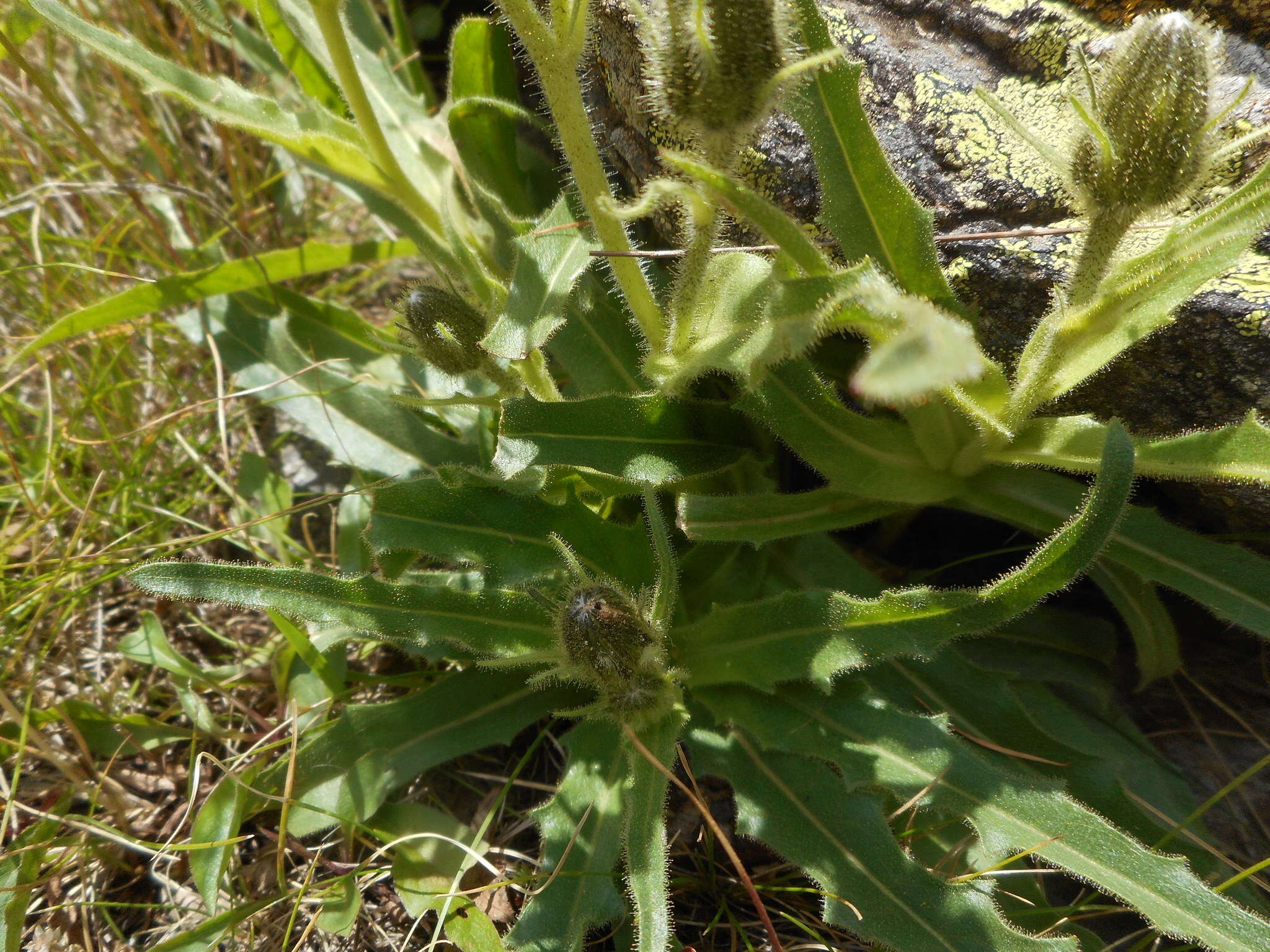 Image of Schlagintweitia intybacea (All.) Griseb.