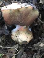 Image of Rubroboletus eastwoodiae (Murrill) Vasquez, Simonini, Svetasheva, Mikšík & Vizzini 2017