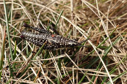 Plancia ëd Monistria concinna (Walker & F. 1871)