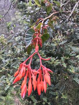 Image of Begonia ferruginea L. fil.