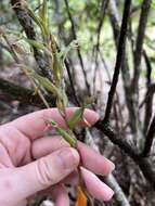 Image of Long-claw orchids