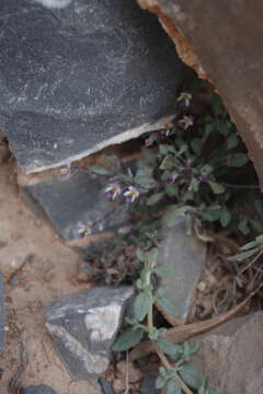 Image of Viola cinerea Boiss.