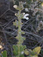 Image of Large blue sage