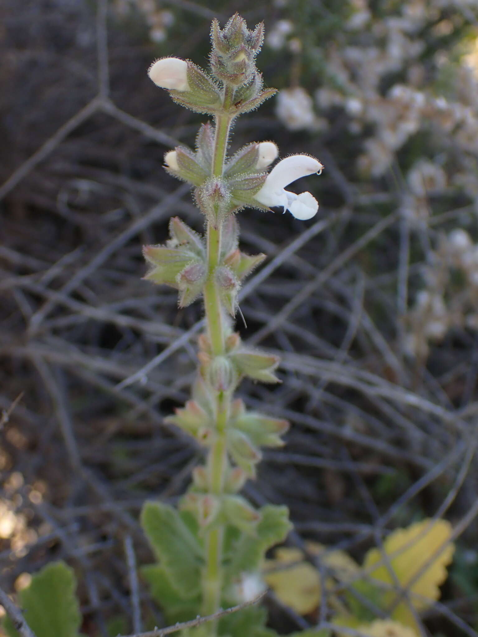 Image of Dassie Sage