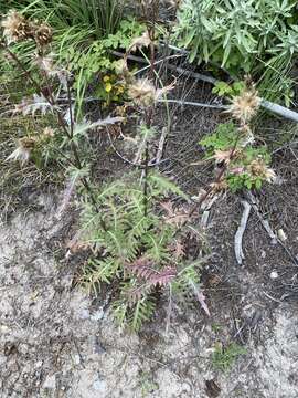 Cirsium clavatum (M. E. Jones) Petr. resmi