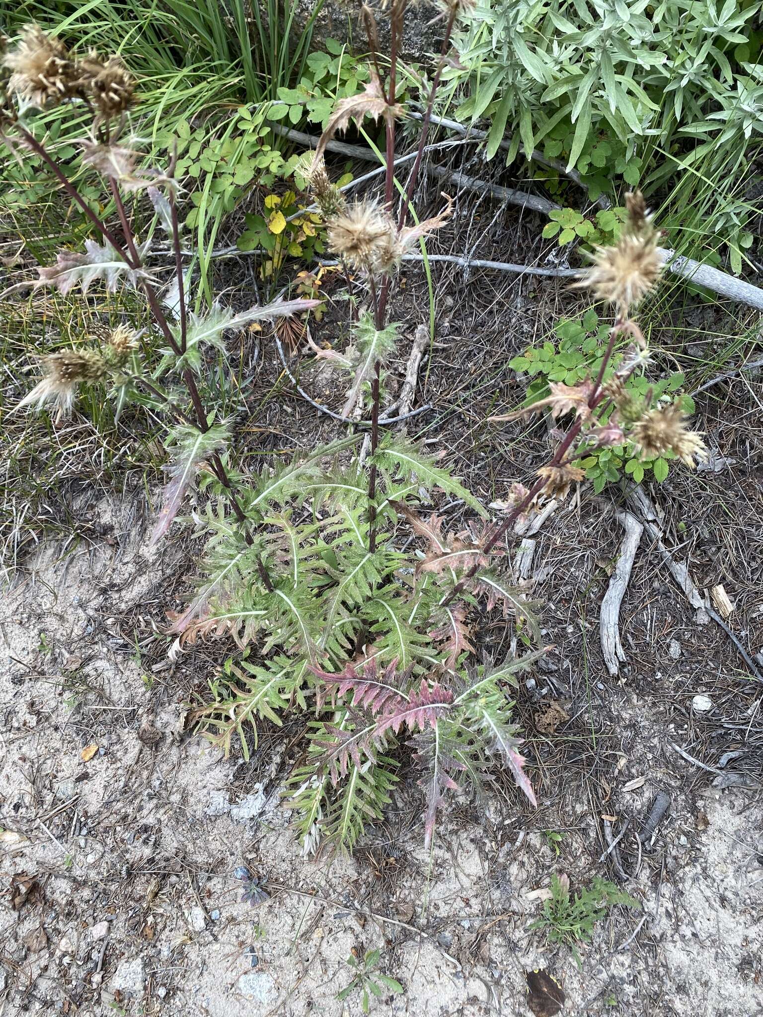 Plancia ëd Cirsium clavatum var. americanum (A. Gray) D. J. Keil