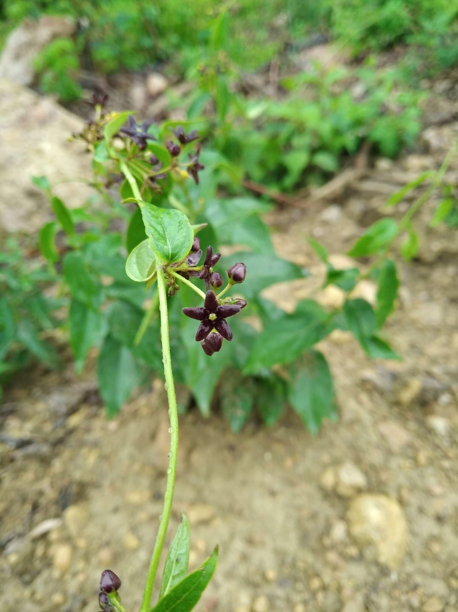 Image of Vincetoxicum scandens Sommier & Levier