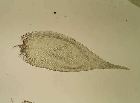 Image of Sematophyllum substrumulosum Britton 1902