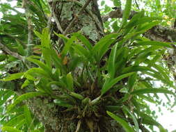 Image of Prosthechea chacaoensis (Rchb. fil.) W. E. Higgins