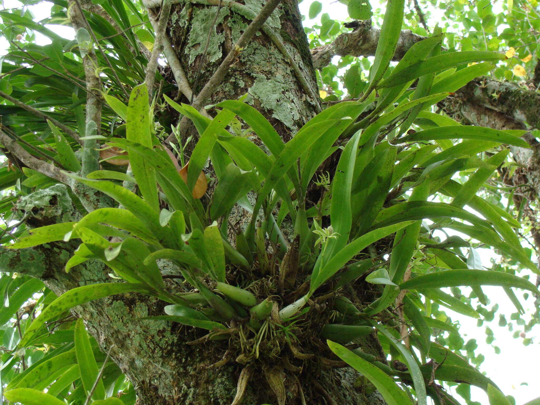 Image of Prosthechea chacaoensis (Rchb. fil.) W. E. Higgins