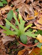 Image of Northern Coastal Violet