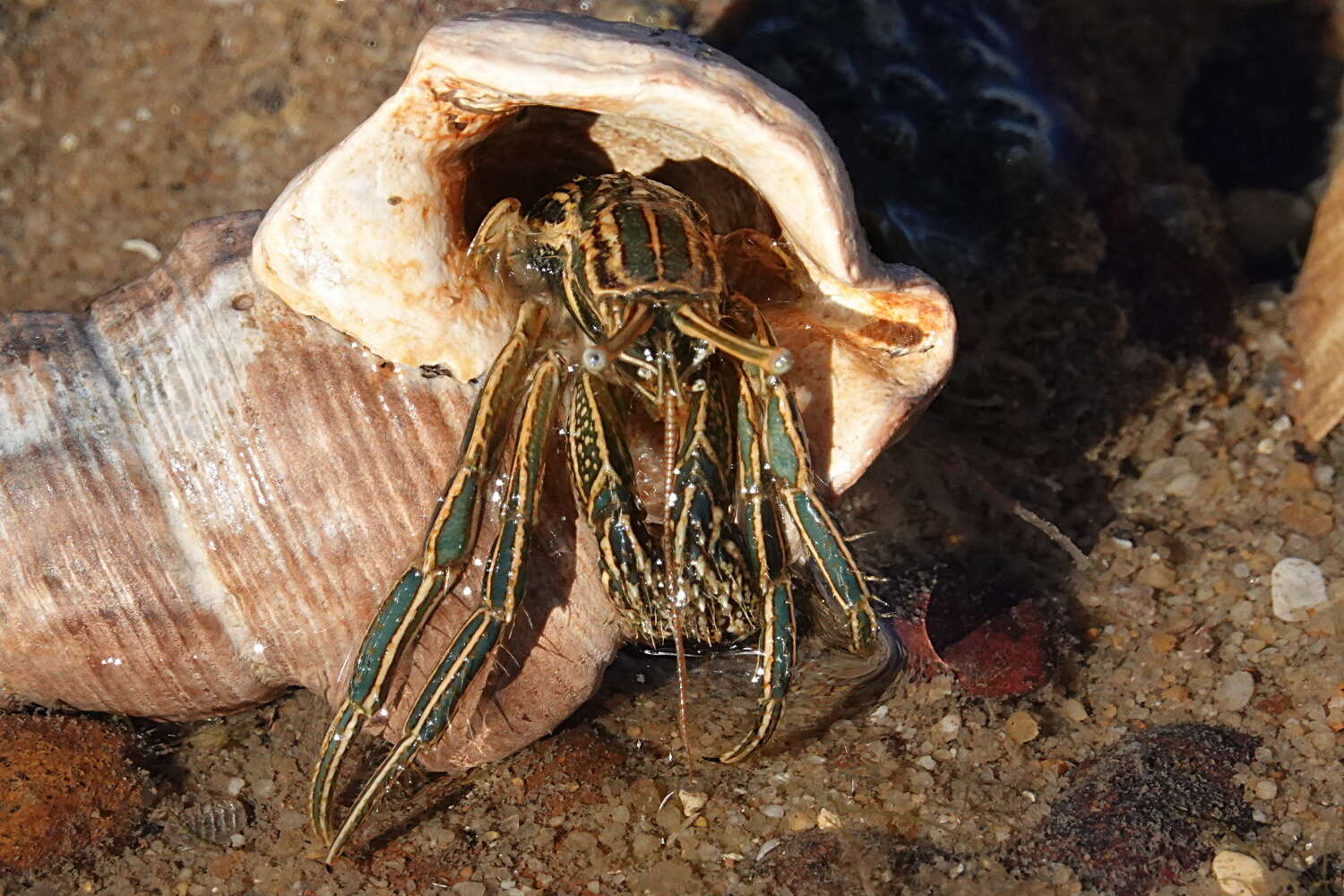 Image of Clibanarius taeniatus (H. Milnne Edwards 1848)