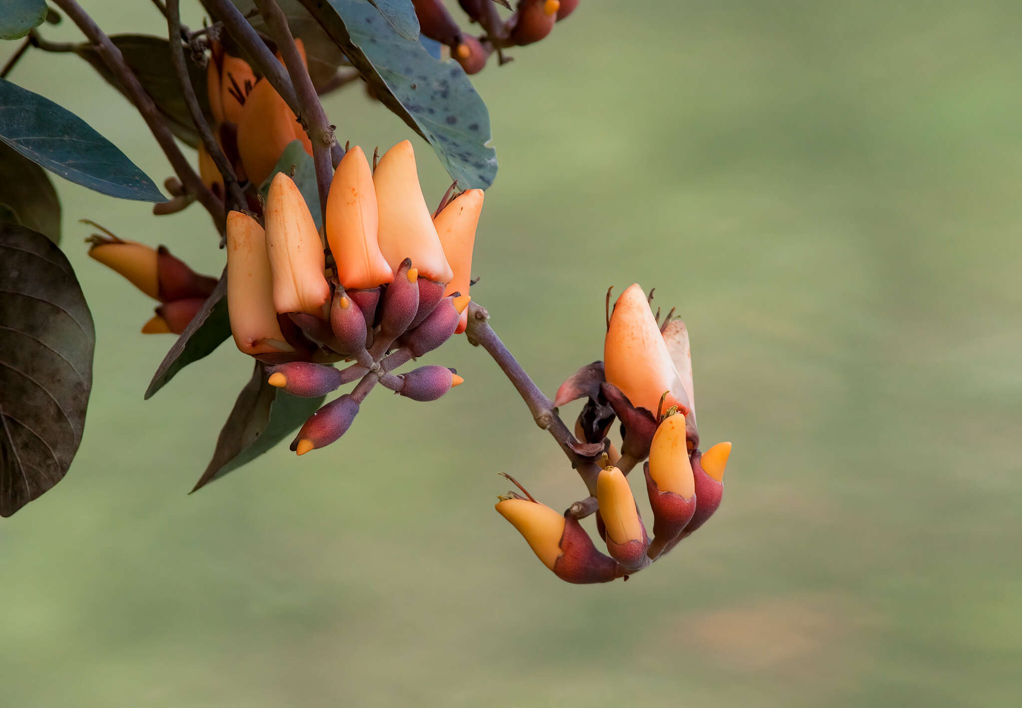 Erythrina fusca Lour. resmi