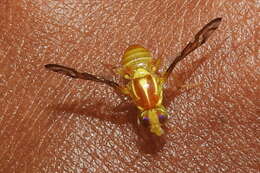 Image of West Indian fruit-fly