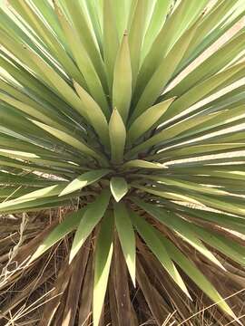 Image de Yucca madrensis Gentry