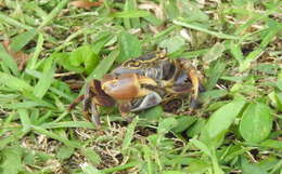 Image of Potamonautes isimangaliso Peer, Perissinotto, Gouws & Miranda 2015