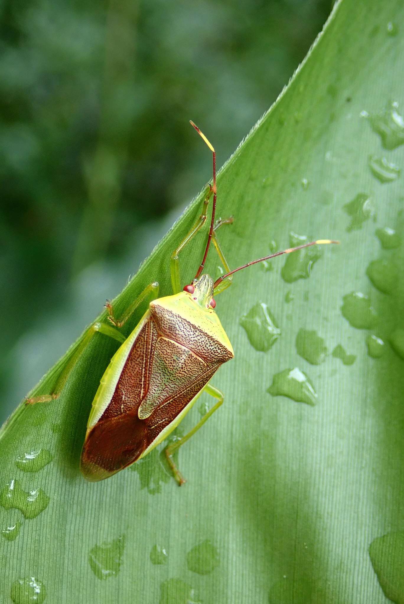 Image of <i>Neojurtina typica</i> Distant 1921