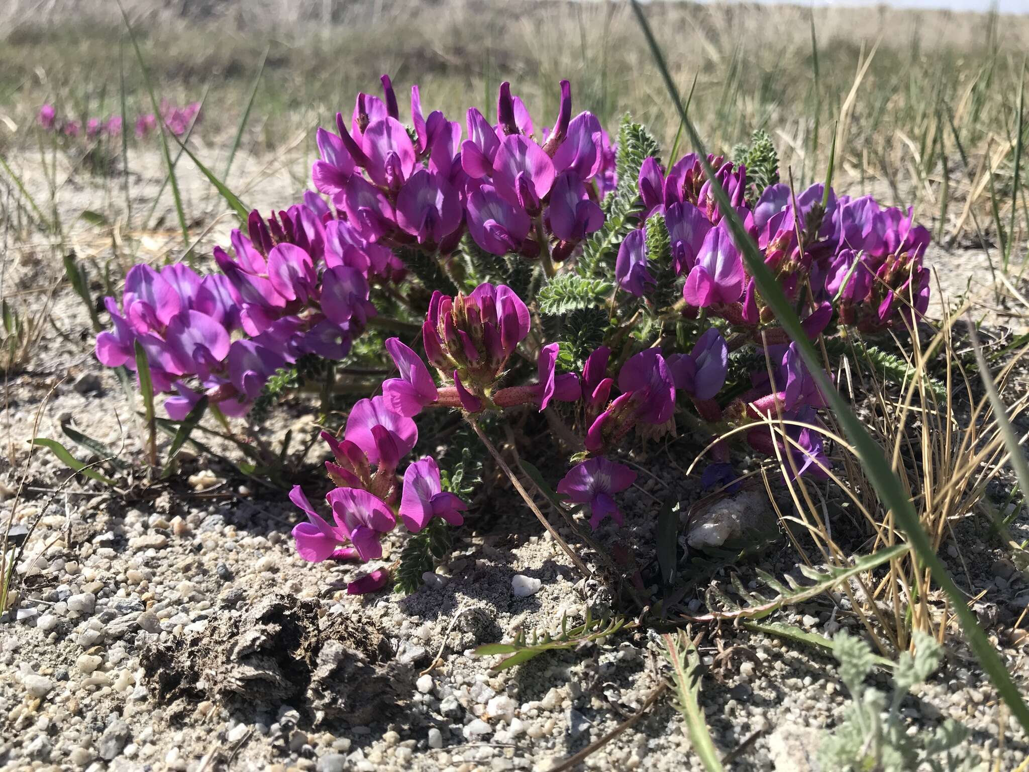 Plancia ëd Oxytropis microphylla (Pall.) DC.