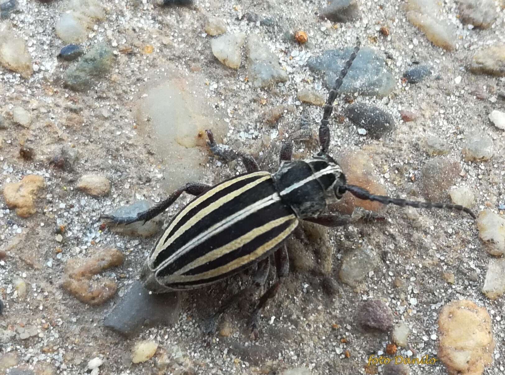 Image of Dorcadion (Cribridorcadion) scopolii (Herbst 1784)