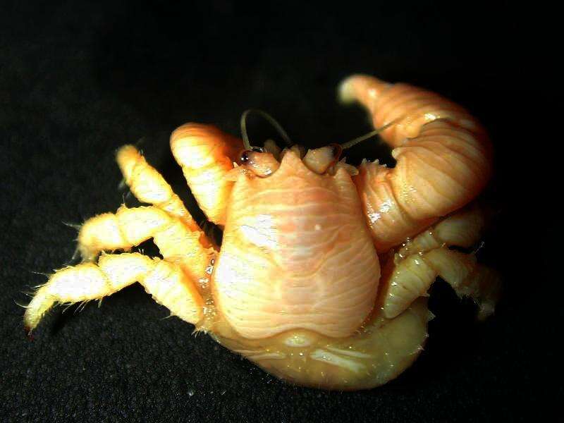 Image of Wrinkled lithode crab