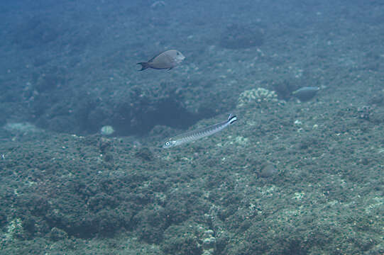 Image of Banded blanquillo