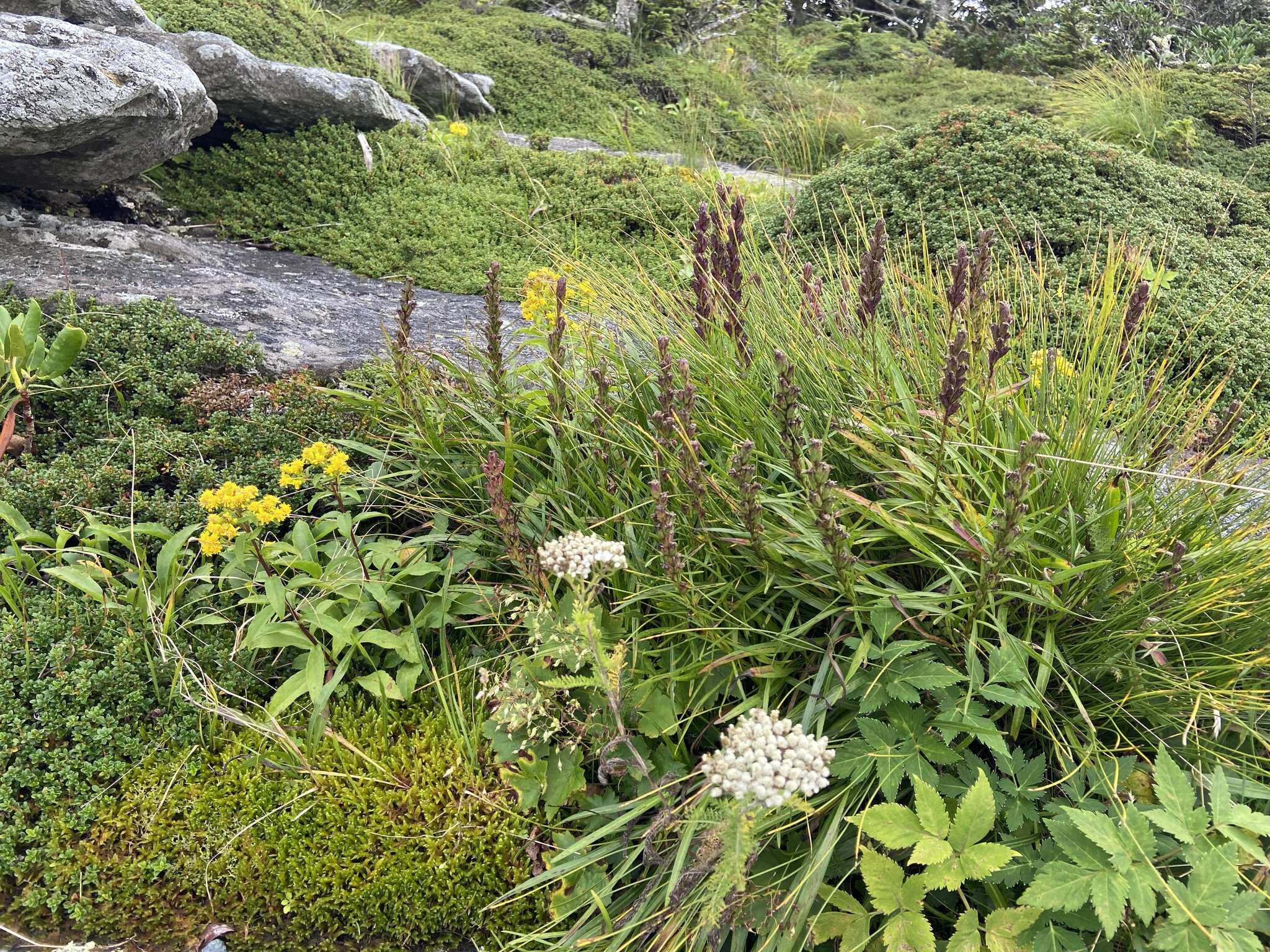 صورة Liatris helleri (Porter) Porter