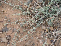 Image of Atriplex glauca subsp. ifniensis (Caball.) S. Rivas-Martínez et al.