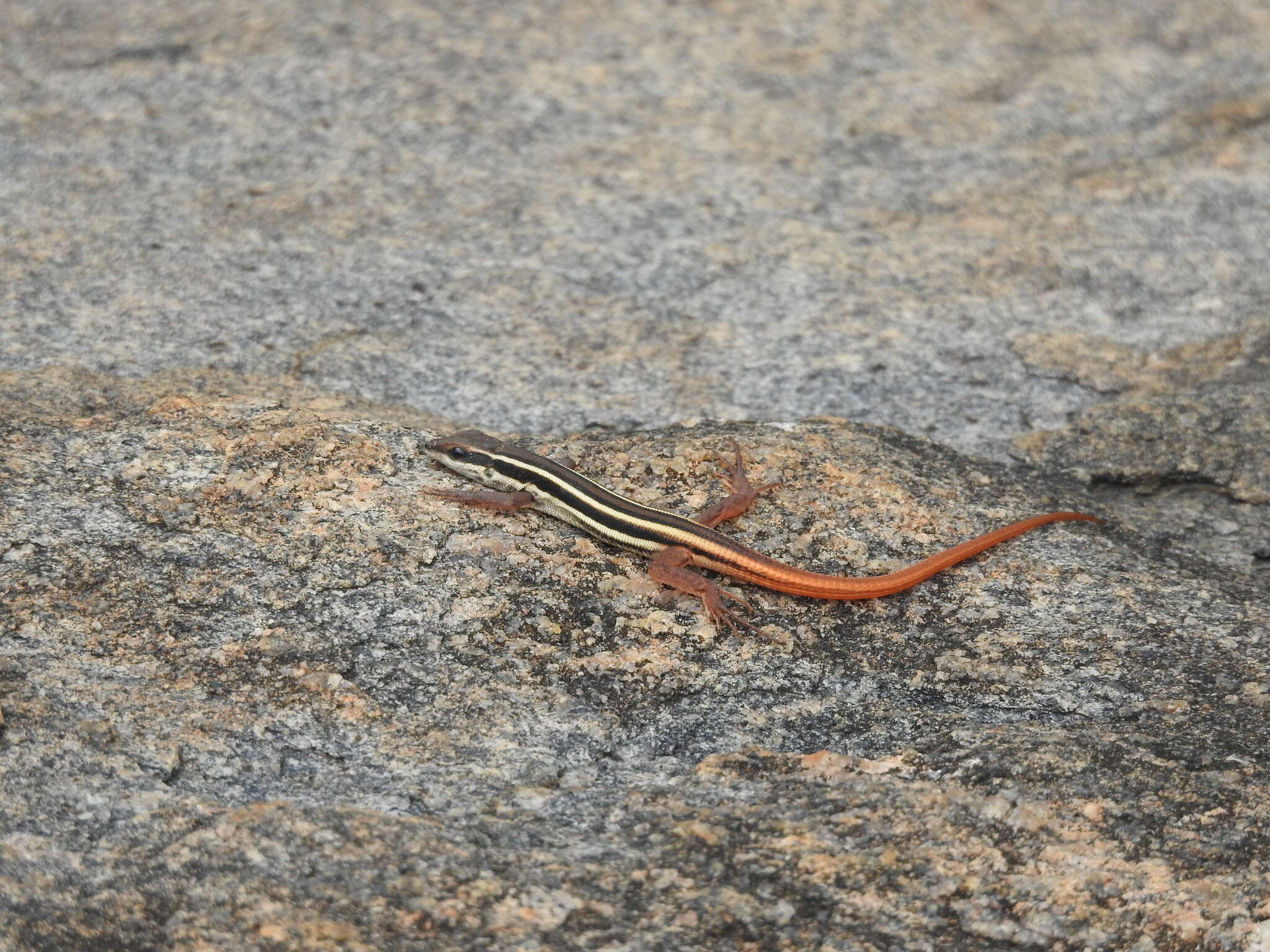 Image de Ophisops leschenaultii (Milne-edwards 1829)