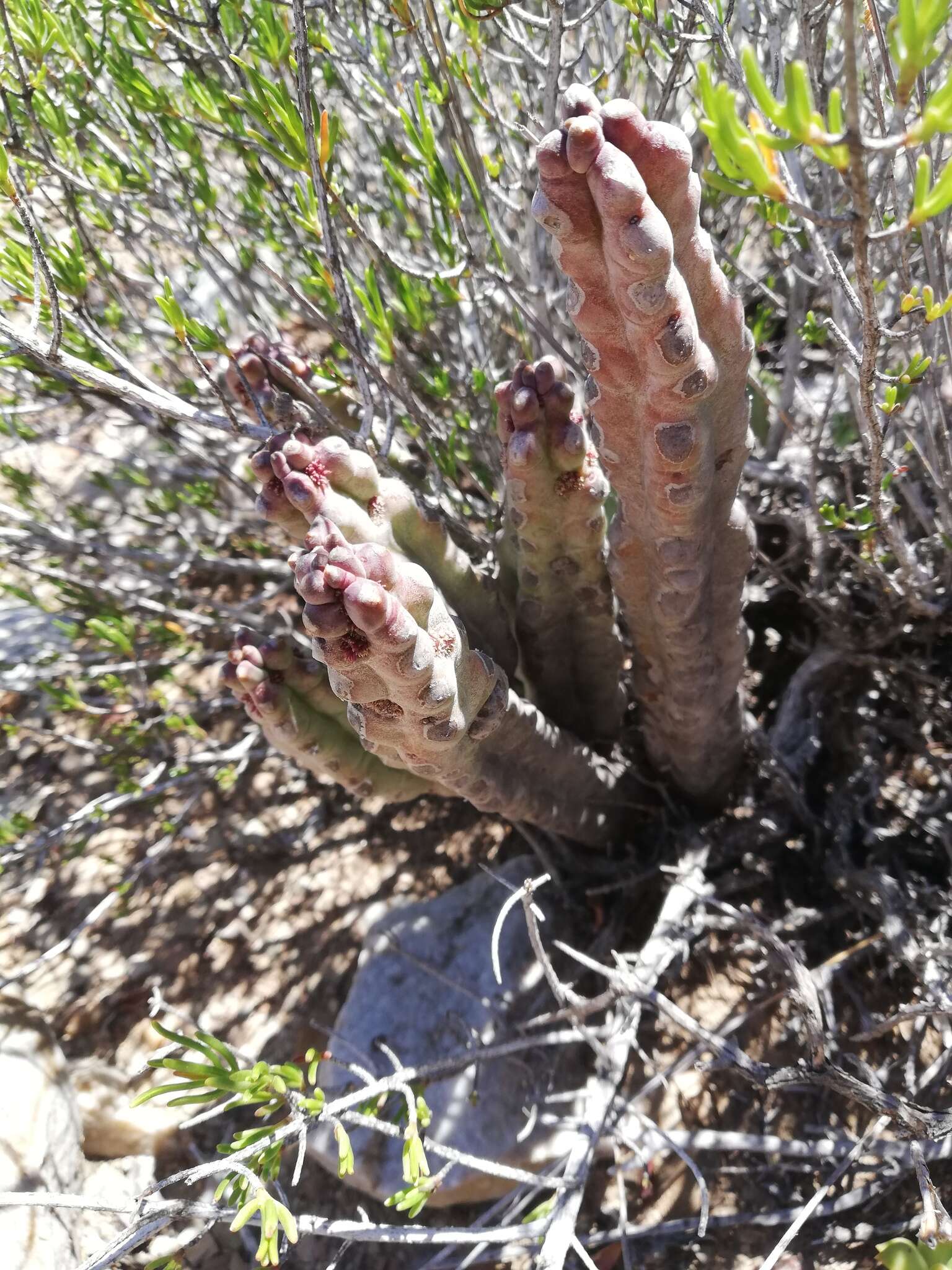 Image de Ceropegia ramosa (Masson) Bruyns