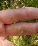 Image of Lindernia dubia var. anagallidea (Michx.) Cooperr.