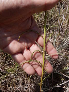 Image of dogfennel