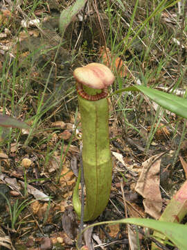 Image of Nepenthes kampotiana Lecomte