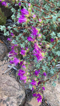 Image of Lampranthus dregeanus (Sond.) N. E. Br.