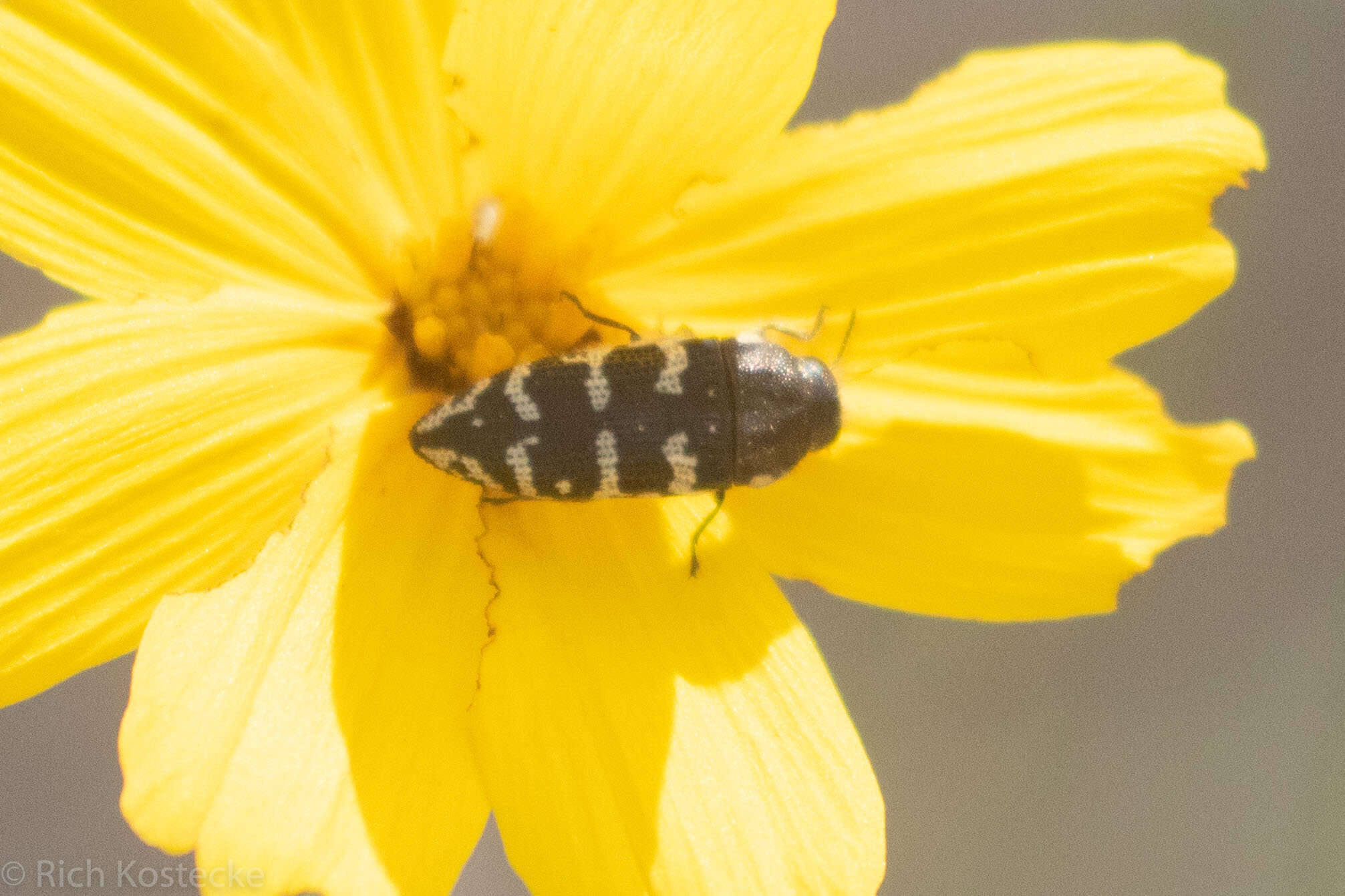 Image of Acmaeodera bowditchi Fall 1901