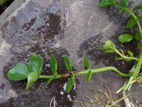 Imagem de Cardamine prorepens Fisch.