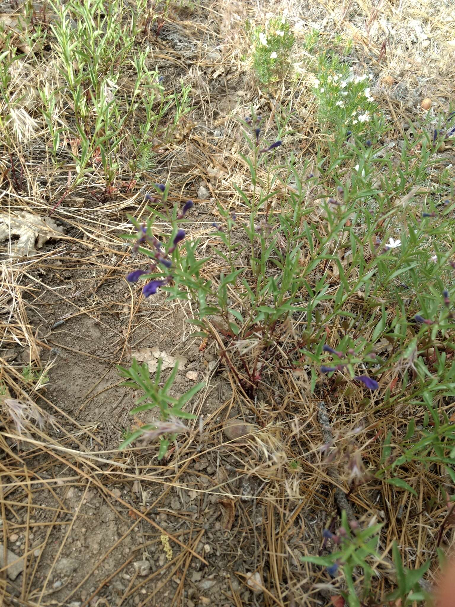 Image of Gray-Leaf Skullcap