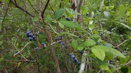 Sivun Vaccinium formosum Andr. kuva