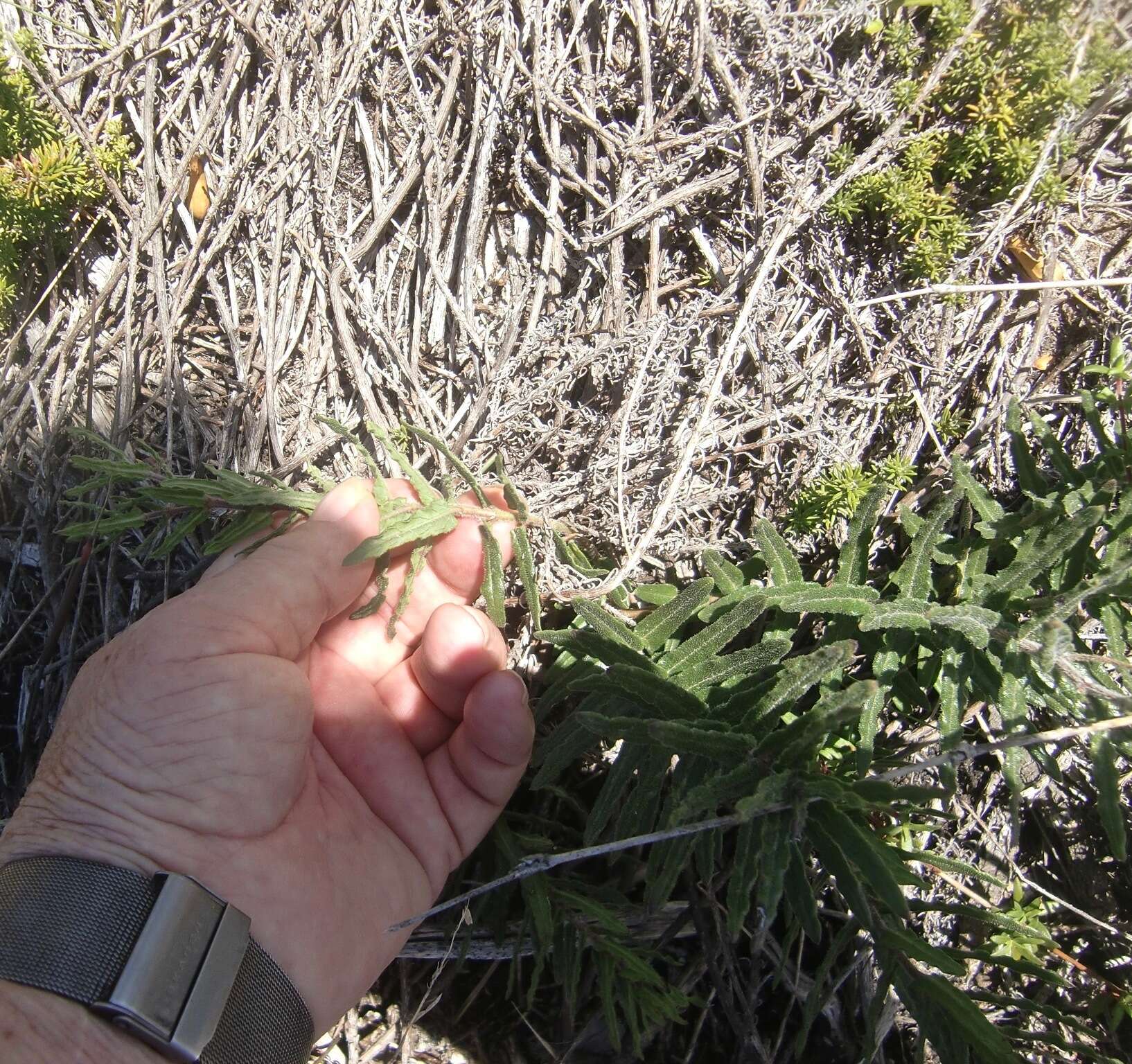 Asclepias crispa Berg.的圖片