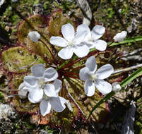 Слика од Drosera monantha (Lowrie & Carlquist) Lowrie