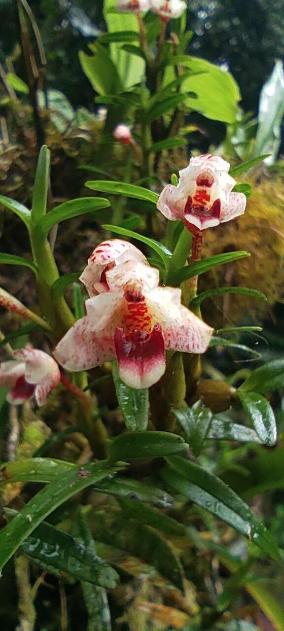 Image of Maxillaria arbuscula Rchb. fil.